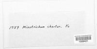 Myxotrichum chartarum image